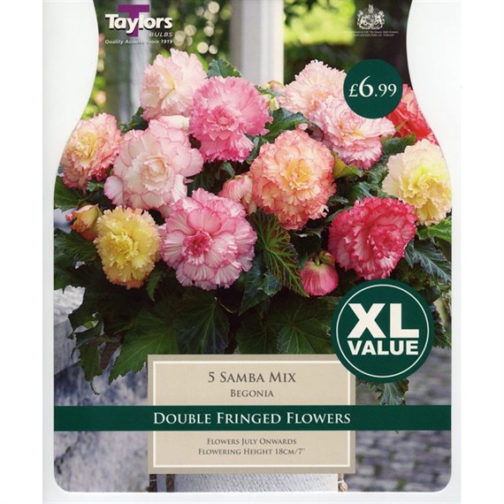 Taylors Bulbs Begonia Samba Mix (4 Pack) (XL528)