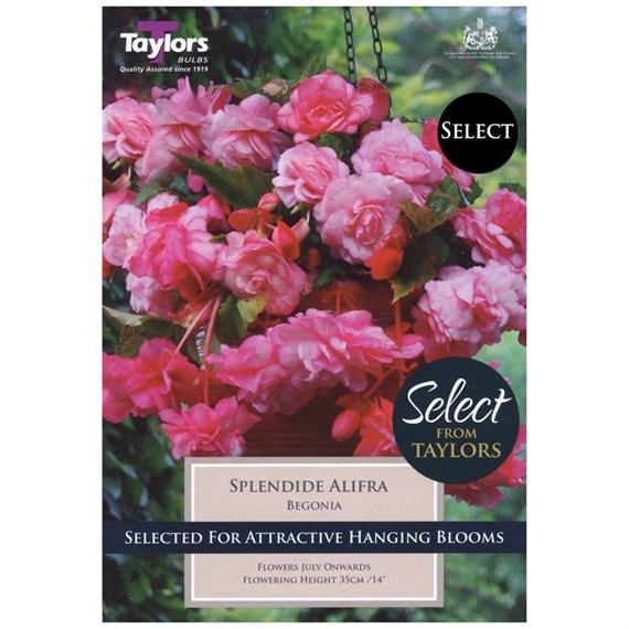 Taylors Bulbs Begonia Splendide Alifra (3 Pack) (SSE116)