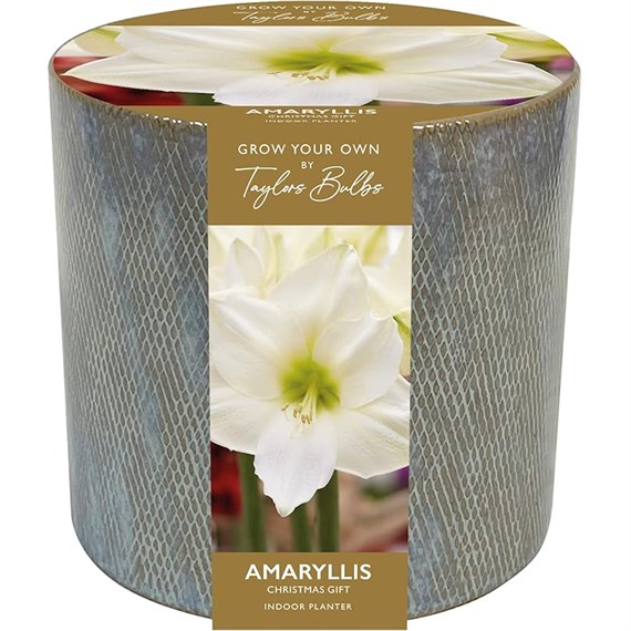 Taylors Bulbs Ceramic Amaryllis Christmas Planter Gift  (AP70)