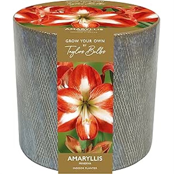 Taylors Bulbs Ceramic Amaryllis Christmas Planter Gift  (AP71)