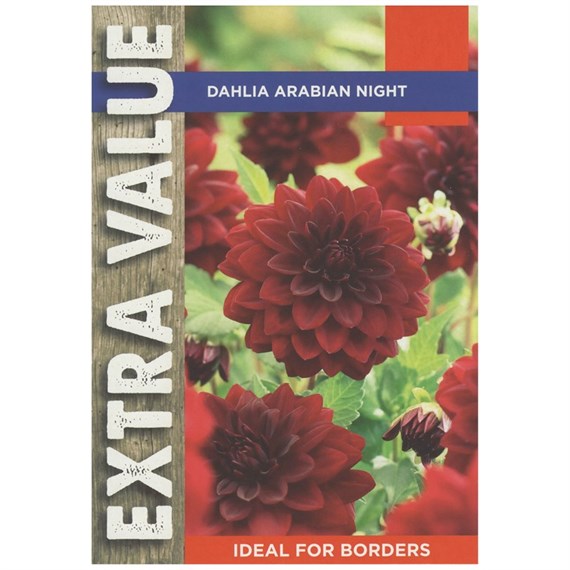 Taylors Bulbs Dahlia Arabian Night (2 Pack) (ESV549)