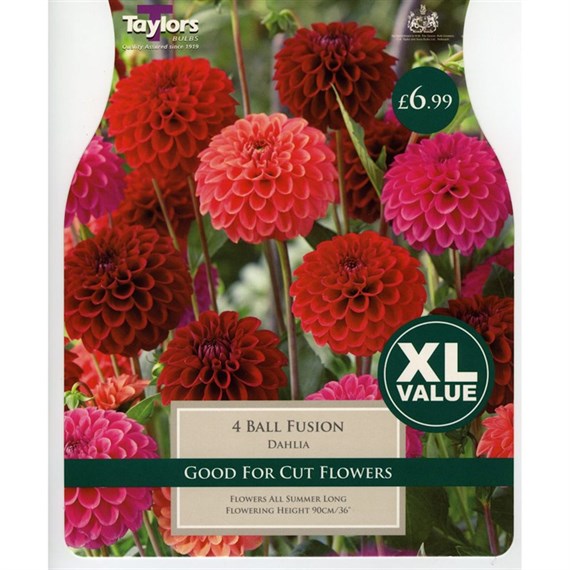 Taylors Bulbs Dahlia Ball Fusion (2 Pack) (XL527)