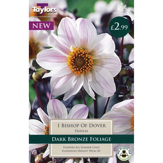 Taylors Bulbs Dahlia Bishop Of Dover (Single Pack) (TS469)