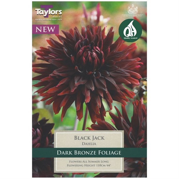 Taylors Bulbs Dahlia Black Jack (Single Pack) (TS318)