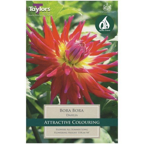 Taylors Bulbs Dahlia Bora Bora (Single Pack) (TS393)