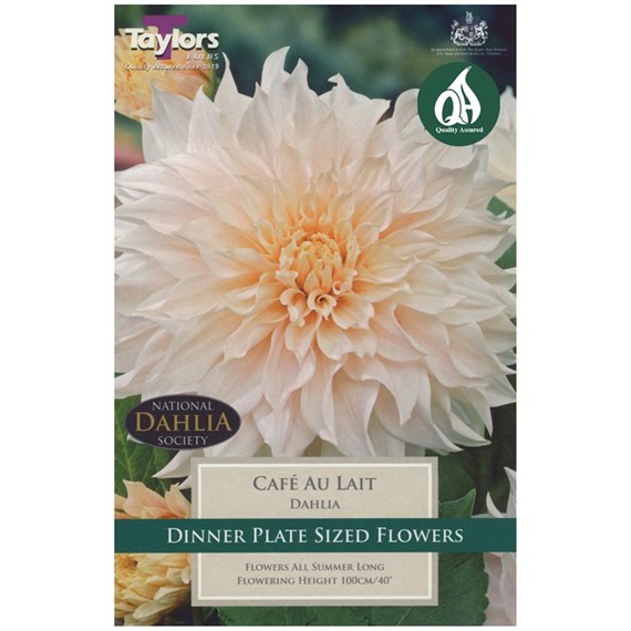 Taylors Bulbs Dahlia Cafe Au Lait (Single Pack) (TS497)