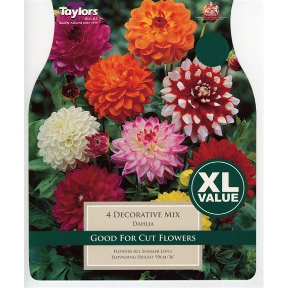 Taylors Bulbs Dahlia Decorative Mixed (3 Pack) (XL542)