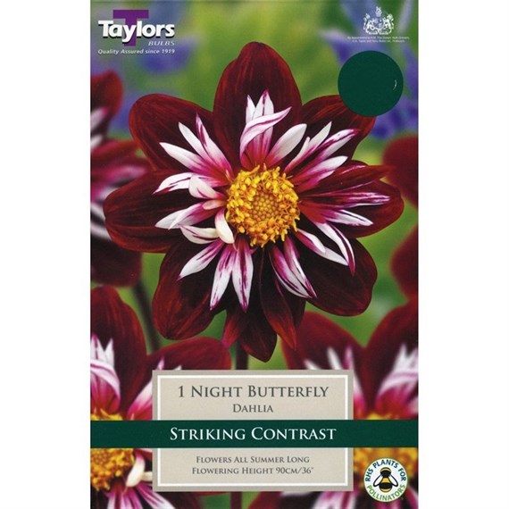 Taylors Bulbs Dahlia Night Butterfly (Single Pack) (TS455)