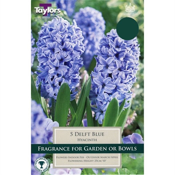 Taylors Bulbs Garden Hyacinth Delft Blue - Pack of 5 (TP617)