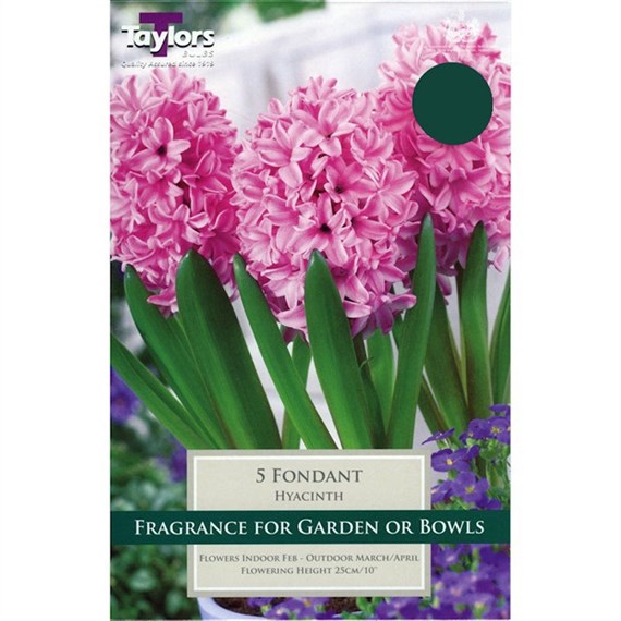 Taylors Bulbs Garden Hyacinth Fondant - Pack of 5 (TP623)