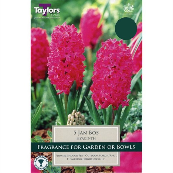 Taylors Bulbs Garden Hyacinth Jan Bos - Pack of 5 (TP620)