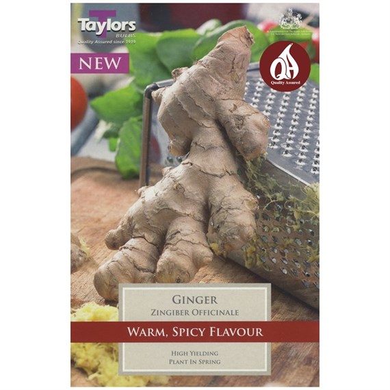 Taylors Bulbs Ginger (Zingiber Officinale) (Single Pack) (SVEG26)