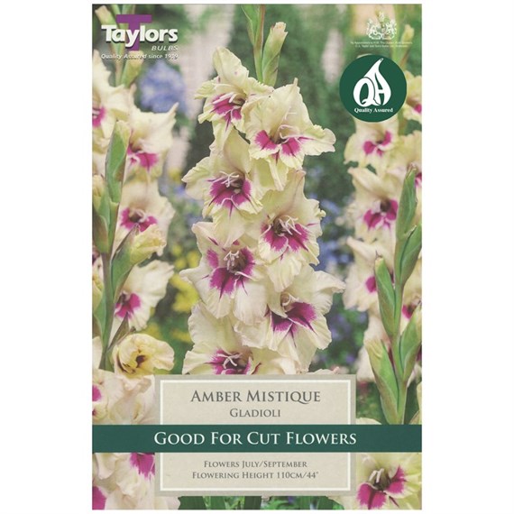 Taylors Bulbs Gladioli Amber Mistique (10 Pack) (TS101)