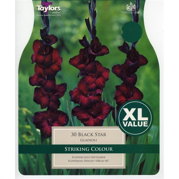 Taylors Bulbs Gladioli Black Star (25 Pack) (XL507)