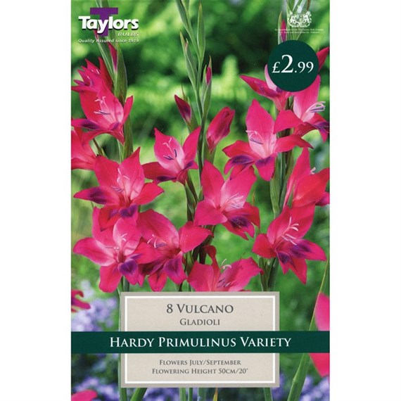 Taylors Bulbs Gladioli Nanus Vulcano (7 Pack) (TS168)