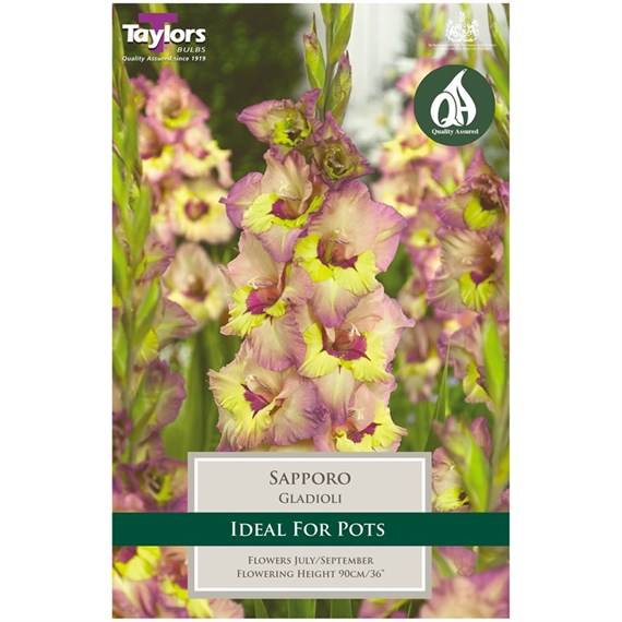 Taylors Bulbs Gladioli Sapporo (10 Pack) (TS147)