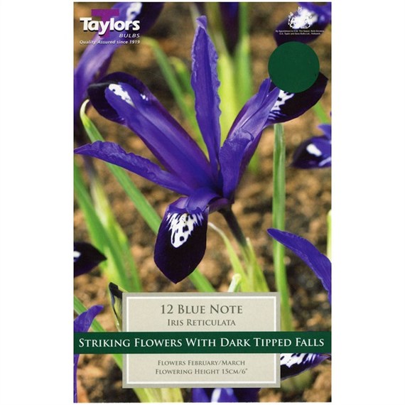 Taylors Bulbs Iris Dwarf Blue Note - Pack of 10 (TP844)