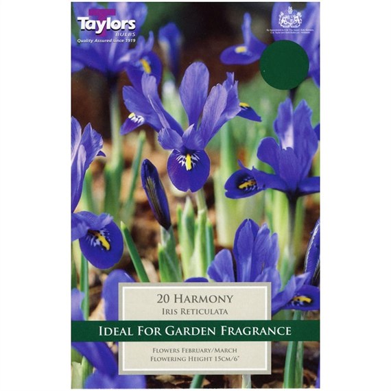 Taylors Bulbs Iris Dwarf Harmony - Pack of 12 (TP789)