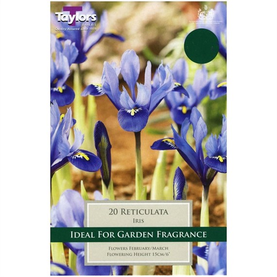 Taylors Bulbs Iris Reticulata - Pack of 12 (TP781)