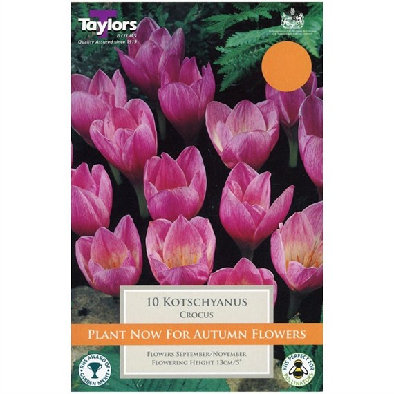 Taylors Bulbs Kotschyanus - Pack of 12 (TP682)