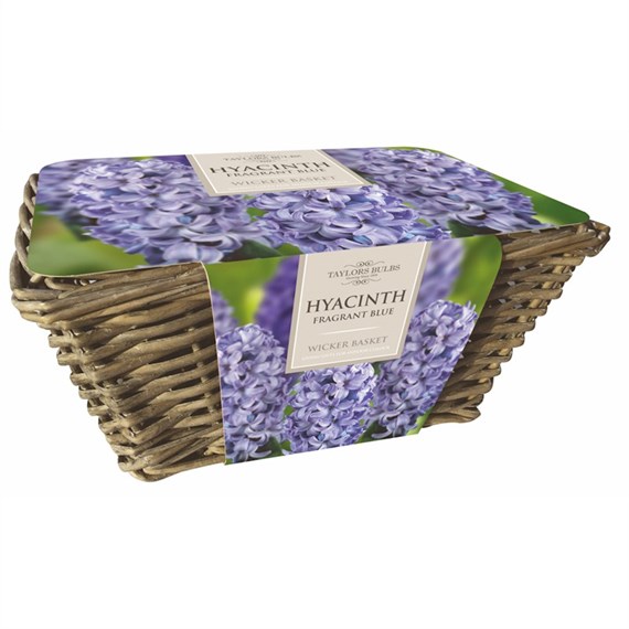 Taylors Bulbs Large Hyacinth Basket Blue (AH71)