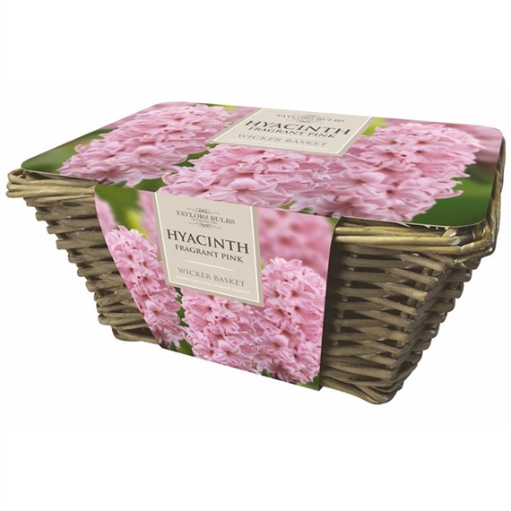 Taylors Bulbs Large Hyacinth Basket Pink (AH70)