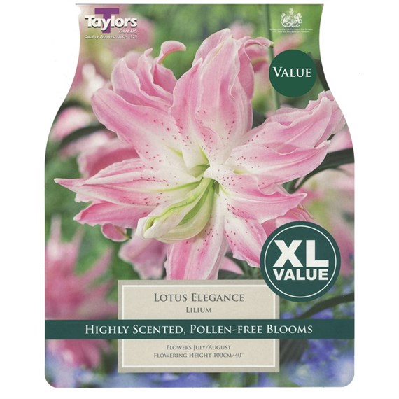 Taylors Bulbs Lilium Lotus Elegance (3 Pack) (XL558)