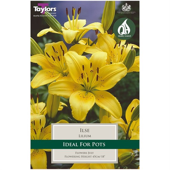 Taylors Bulbs Lily Ilse (3 Pack) (TS597)