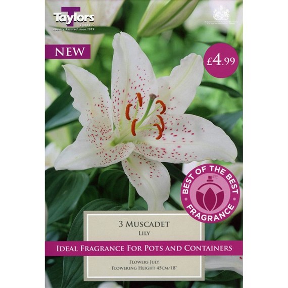 Taylors Bulbs Lily Muscadet (3 Pack) (SBOB02)