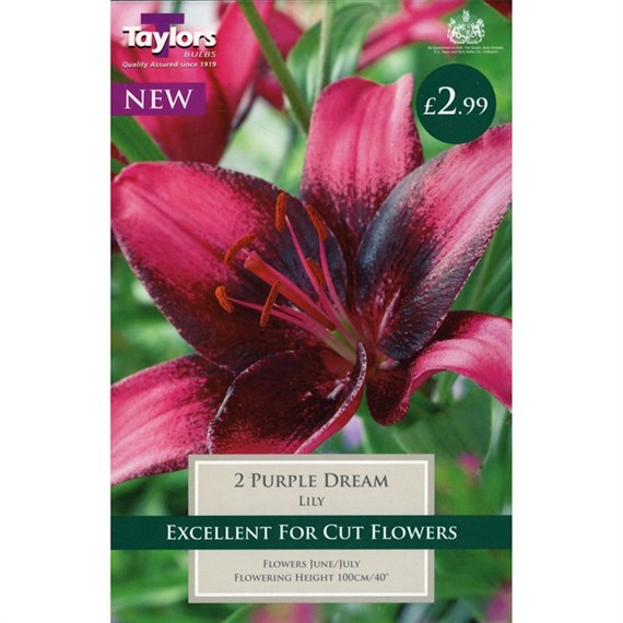 Taylors Bulbs Lily Purple Dream (2 Pack) (TS536)