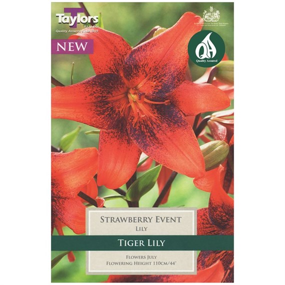 Taylors Bulbs Lily Strawberry Event (2 Pack) (TS569)