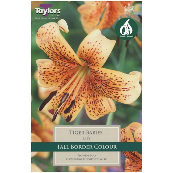 Taylors Bulbs Lily Tiger Babies (2 Pack) (TS560)