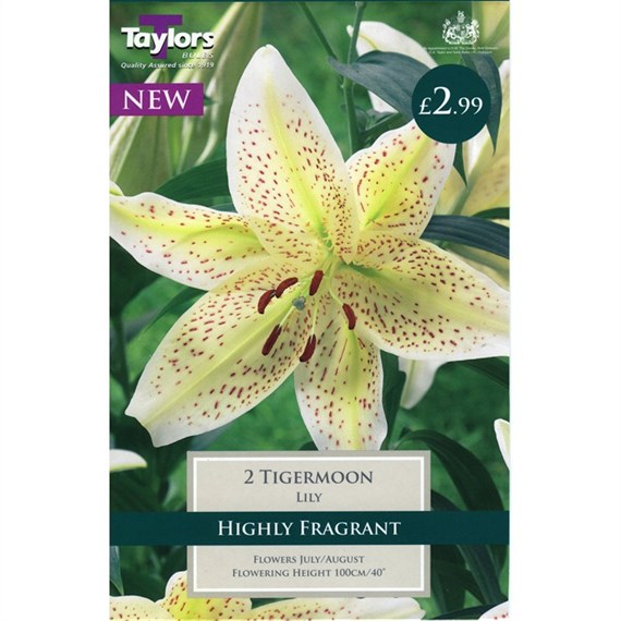 Taylors Bulbs Lily Tigermoon (2 Pack) (TS555)