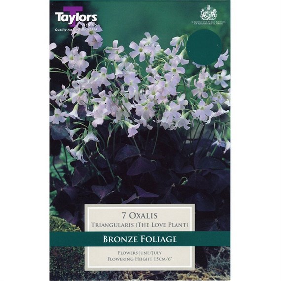 Taylors Bulbs Oxalis Triangularis (The Love Plant) (6 Pack) (TS777)