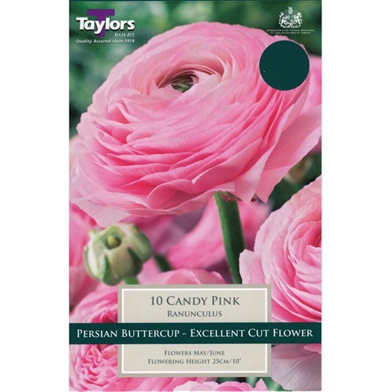 Taylors Bulbs Ranunculus Candy Pink (10 Pack) (TS794)