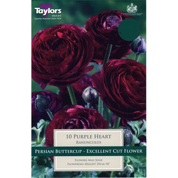 Taylors Bulbs Ranunculus Purple Heart (10 Pack) (TS786)