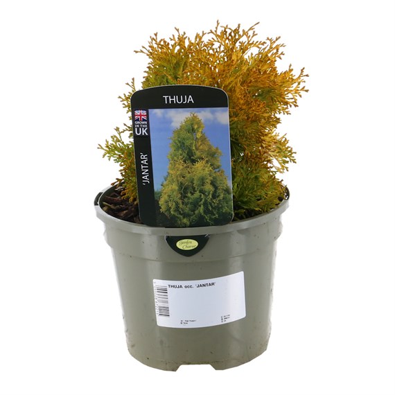 Thuja Occidentalis ’Jantar’ - 3L Pot