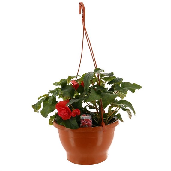 Trailing Begonia Assorted Mixed Bedding 25cm Hanging Basket