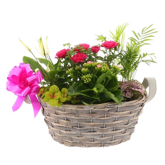 Mother's Day Planted Houseplant Basket Willow Arabella Trough