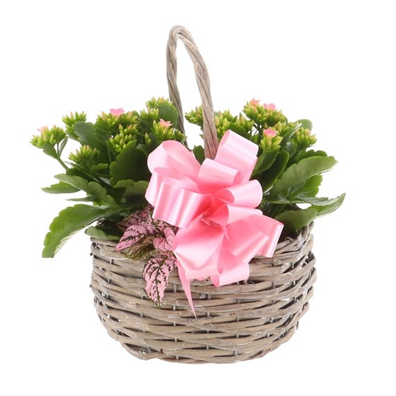 Mother's Day Planted Houseplant Basket Willow Birds Nest