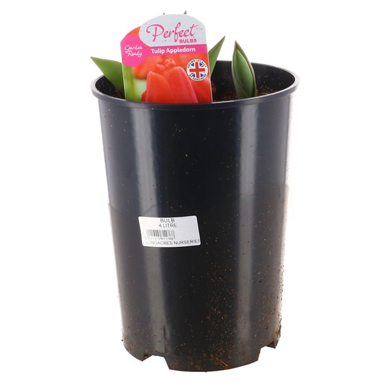 Tulip Appledorn 4L Deep Root Potted Bulb Planter