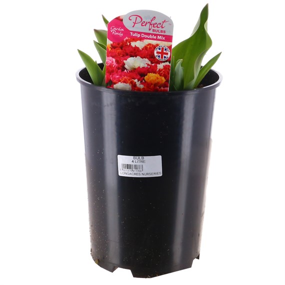 Tulip Double Mix 4L Deep Root Potted Bulb Planter