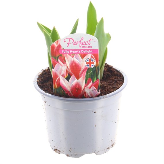 Tulip Hearts Delight 10.5cm Potted Bulbs Bedding