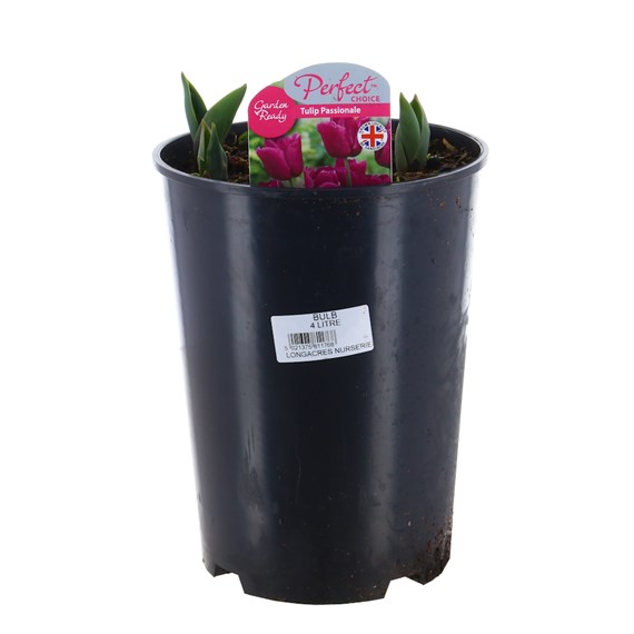 Tulip Passionale Spring Bulbs 4L Deep Root Potted Bulb Planter