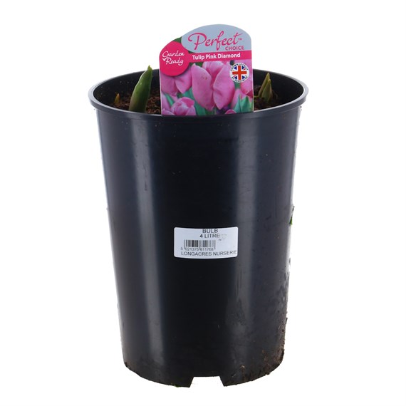 Tulip Pink Diamond Spring Bulbs 4L Deep Root Potted Bulb Planter