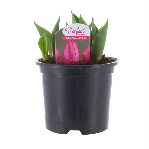 Tulip Purple Prince Spring Bulbs 13cm Potted Bulbs Bedding