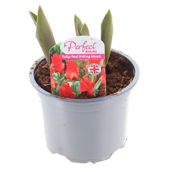 Tulip Red Riding Hood Spring Bulbs 10.5cm Potted Bulbs Bedding