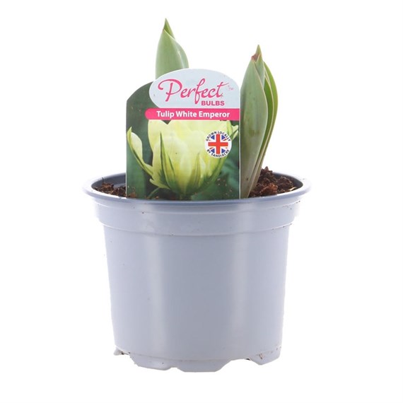 Tulip White Emperor Spring Bulbs 10.5cm Potted Bulbs Bedding