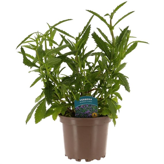 Verbena Bueno Aires 2L Pot Perennial