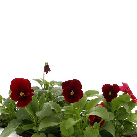 Viola F1 Angel Red 6 Pack Boxed Bedding